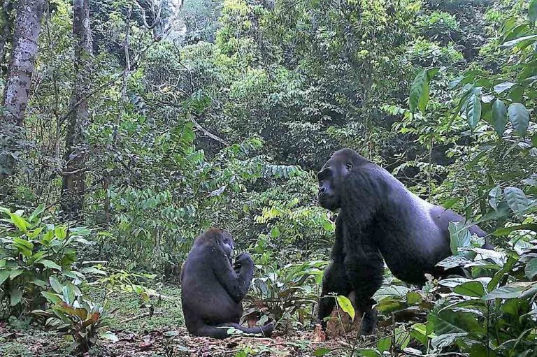 Plus de 100.000 dollars de revenus touristiques annuels dans la réserve de Dzanga-Sangha