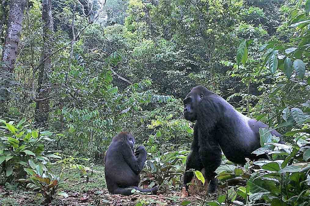 Plus de 100.000 dollars de revenus touristiques annuels dans la réserve de Dzanga-Sangha