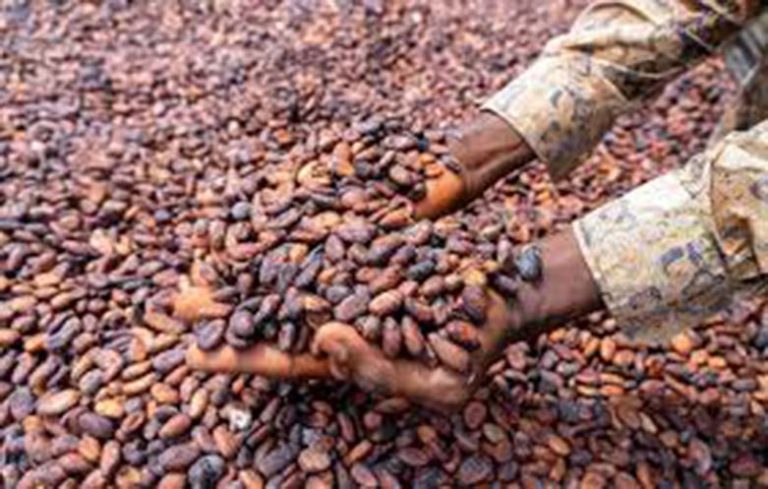 Cacao