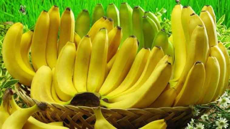 Banane : 224.555 tonnes de production au Cameroun en 2024