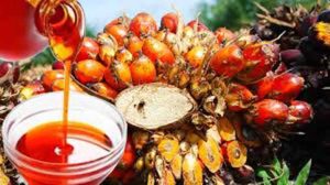 Huile de palme : le Cameroun déclare 446.984 tonnes de production en 2024