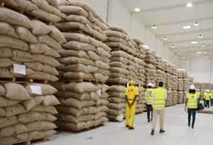 Café : plus de 41.000 tonnes de produites au Cameroun lors de la campagne 2023-2024