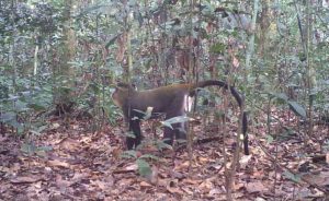 Bassin du Congo : « début des découvertes » d’une biodiversité exceptionnelle