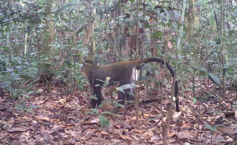 Bassin du Congo : « début des découvertes » d’une biodiversité exceptionnelle