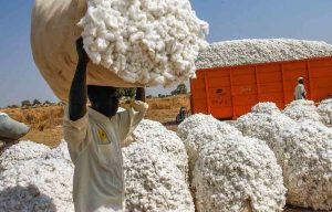 Coton : près de 395.000 tonnes de production au Cameroun en 2023-2024, 3e producteur africain