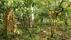plantation de cacao