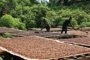 planteur séchant son cacao