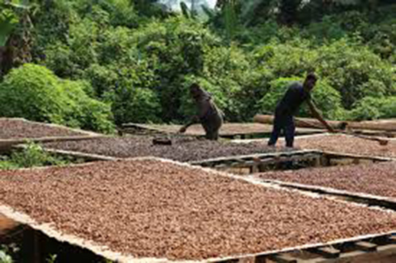 planteur séchant son cacao