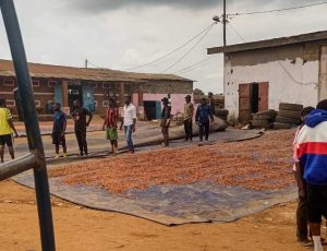 cacao_seche