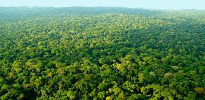 le Bassin du Congo stocke du carbone et régule les pluies.